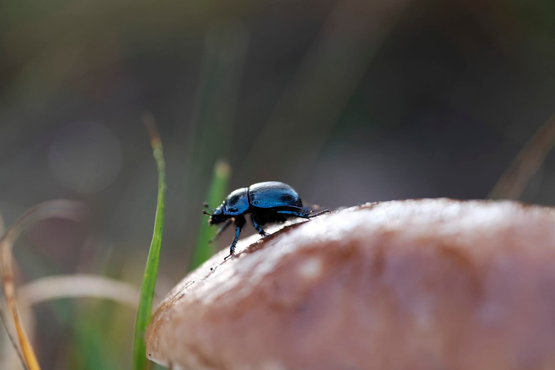 Dung Beetle