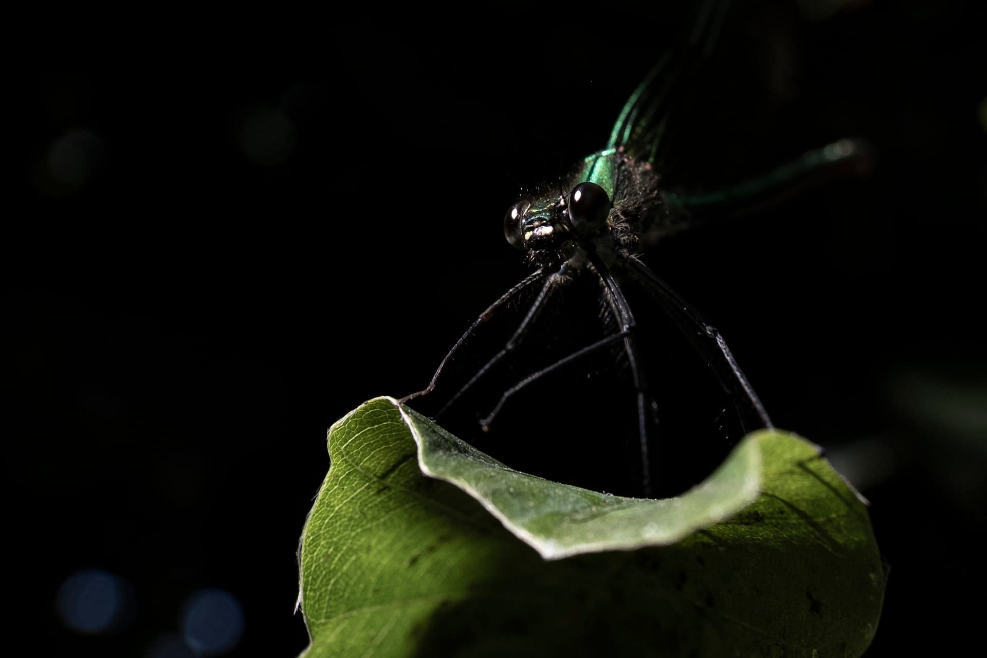The green dragonfly